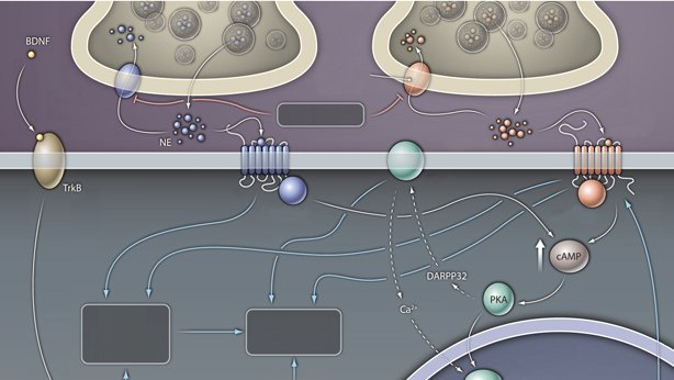 El grfico ilustra la secuencia de acciones moleculares implicadas en la actividad de los frmacos antidepresivos y en la sobreexpresin de P11 en modelos experimentales de la depresin.